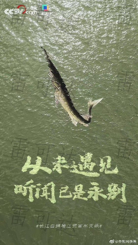 Gagner la bataille prolongée de l’interdiction de la pêche dans le fleuve Yangtsé pour protéger la biodiversité